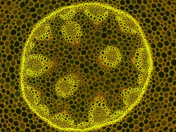 Convallaria fluorescencia ZEISS Primostar 3
